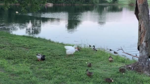 Eenden Zoeken Voedsel Zijkant Van Een Vijver — Stockvideo