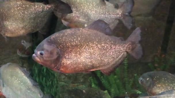ハンドヘルド 巨大な水族館でのピラニア魚の水泳の終わり — ストック動画
