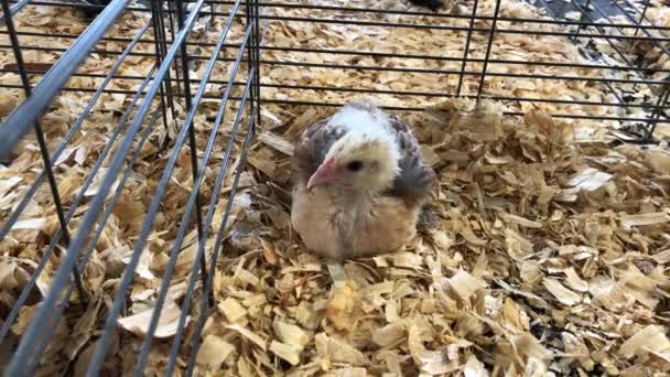 Seekor Ayam Muda Duduk Atas Chip Kayu Dalam Kandang Adil — Stok Video