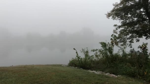 Туманное Утро Озере Парой Уток Плавающих Рядом Банком — стоковое видео