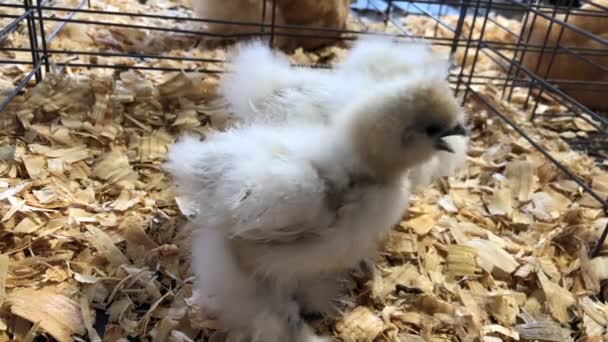 Dos Aves Blancas Esponjosas Pie Sobre Astillas Madera — Vídeo de stock