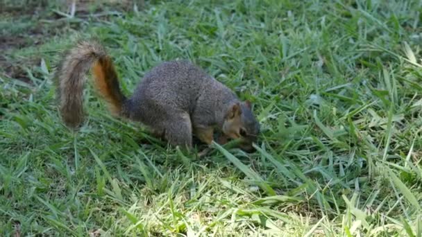 Ένας Σκίουρος Ψάχνει Για Φαγητό Μια Καταπράσινη Περιοχή — Αρχείο Βίντεο