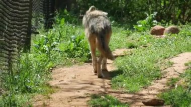 Bir çakal, hortum teline yakın bir yerde ileri geri yürür.