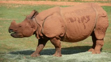 Yan tarafta, çimen yiyen bir su aygırının yakın çekimi.