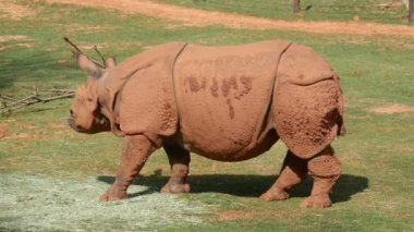 Otları yiyen bir su aygırının yan görüntüsü