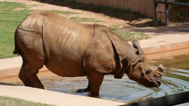 Hipopótamo Caminha Para Uma Pequena Piscina Tiro Mão — Vídeo de Stock