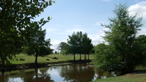 水面上倒映着树木的小池塘里的稳定镜头 — 图库视频影像