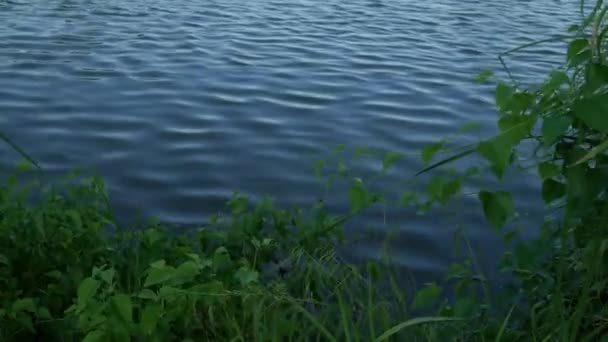 Strömendes Wasser Richtung Grüne Sträucher Die Wellen Schlagen — Stockvideo