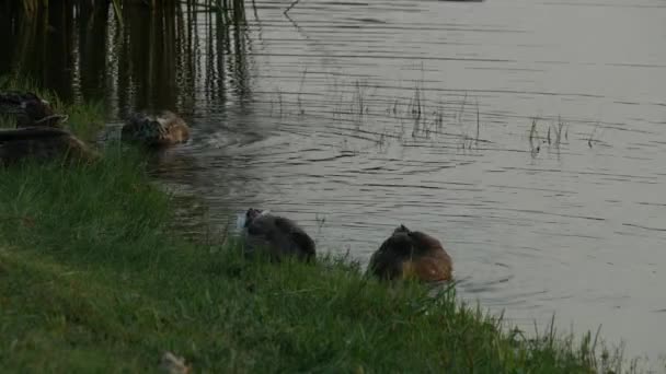 鸭子在靠近湖边的水里打滚 — 图库视频影像
