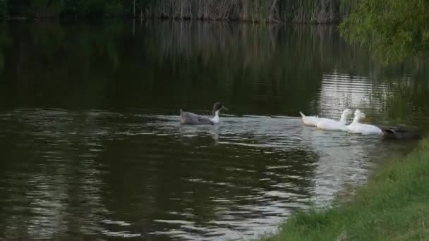 Ducks Swimming Lake Ripples Water — Stock Video