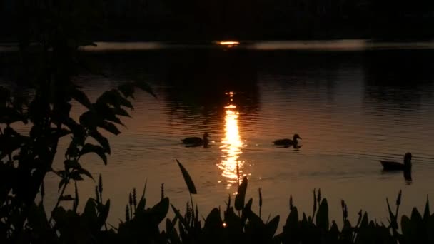 日落时在湖中游泳的鸭子的轮廓 — 图库视频影像