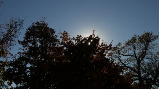 Solljus Ränder Genom Färgglada Blad Hösten — Stockvideo