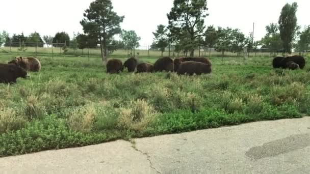 Handheld shot of a sleuth of bears playing in a grassy patch, with a dog running on the road. — Stock Video