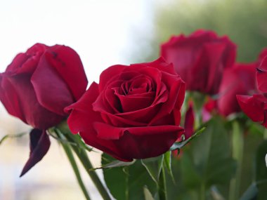 Orta boy kırmızı güller, yumuşak arkaplan