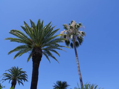 Arka planda açık mavi gökyüzü olan palmiye ağaçlarının geniş, yukarı doğru görüntüsü.