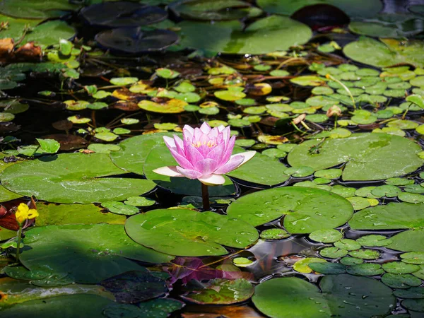 Широкий Снимок Цветущей Пруду Водяной Лилии — стоковое фото