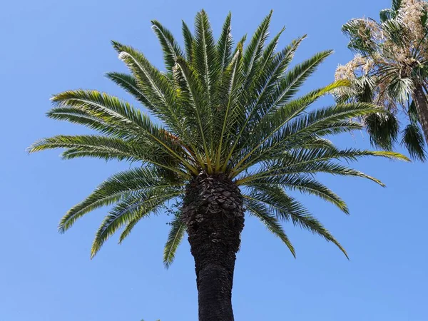 Aufwärts Geschossen Von Den Baumwipfeln Der Palmen Mit Blauem Himmel — Stockfoto
