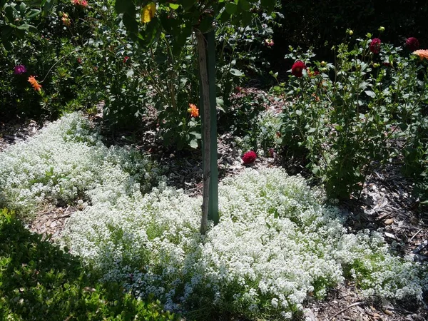 Profusão Flores Brancas Outras Coloridas Jardim — Fotografia de Stock
