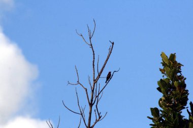 Yapraksız ağaç tepesi, dalına tünemiş küçük siyah bir kuş, mavi gökyüzü.