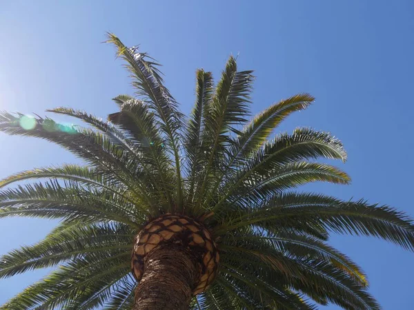 Boven Foto Van Palmboomtoppen Blauwe Luchten Achtergrond — Stockfoto