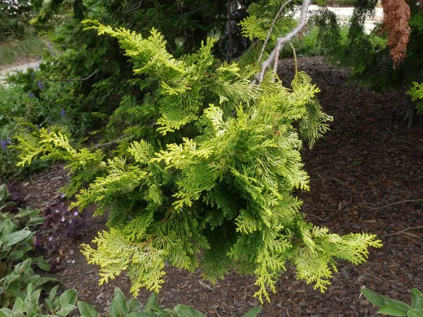 Ветвь Светло Зеленой Сосны Шишками — стоковое фото