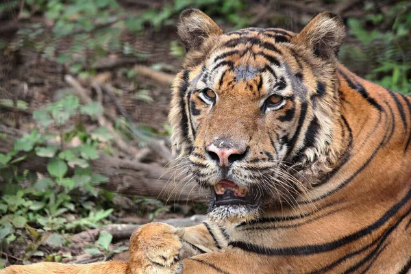 Blízký Záběr Tygřího Obličeje Částečně Otevřenou Tlamou — Stock fotografie