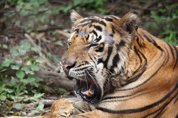 Close Shot Van Het Gezicht Van Een Tijger Tijdens Het — Stockfoto