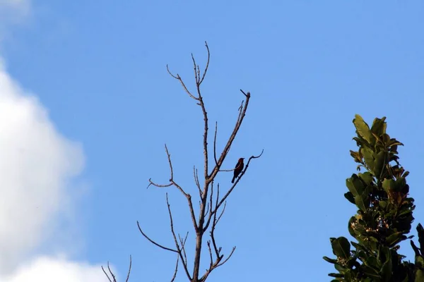 Yapraksız Ağaç Tepesi Dalına Tünemiş Küçük Siyah Bir Kuş Mavi — Stok fotoğraf