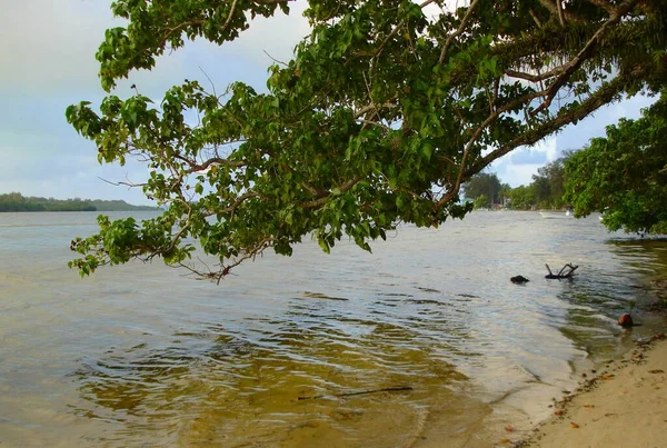 清澈而清澈的海滩 被一根大树枝围在一起 — 图库照片
