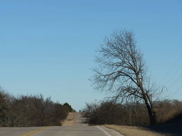 Одинокое Дерево Обочине Дороги Зимой — стоковое фото