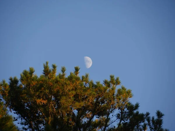 Une Demi Lune Dans Ciel Vue Dessus Cime Des Arbres — Photo