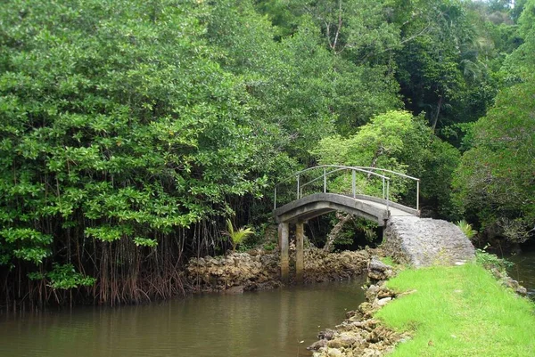 Pequena Lagoa Uma Área Pantanosa Com Vista Para Ponte Concreto — Fotografia de Stock