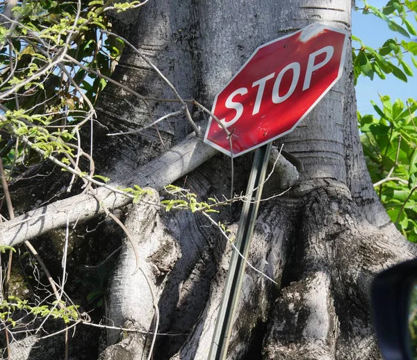 Büyük Bir Ağacın Gövdesine Yaslanmaktan Vazgeç — Stok fotoğraf