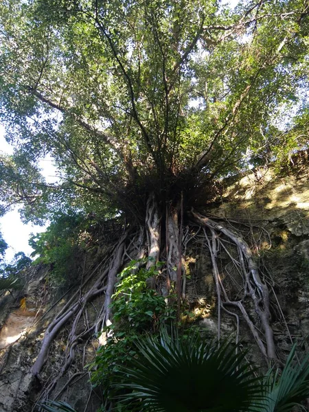 Albero Che Cresce Sul Fianco Una Scogliera Con Radici Che — Foto Stock