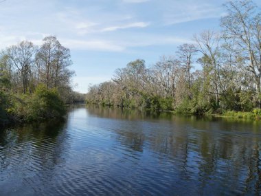 Louisiana bataklıklarının manzarası Ağaçlar ve çalılar suya yansıyor 