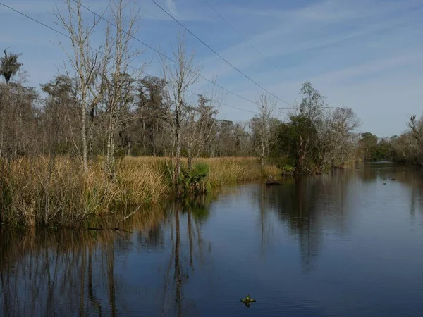 Pântanos Louisiana São Uma Atração Turística Popular Nova Orleães — Fotografia de Stock