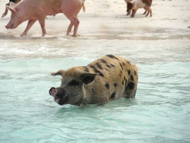 Yüzen domuzlar, Bahamalar 'daki Exuma Sahilleri' nde turistik bir ilgi odağıdır..
