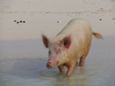 Domuz Adası 'ndaki yüzen domuzlardan biri Exuma Körfezi' nde suda yürüyor.. 