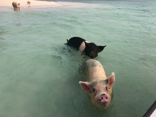 Свиньи Плавают Встретиться Посещающими Лодки Exuma Cays Багамы — стоковое фото