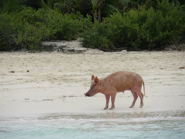 Porco Fica Praia Ilha Dos Porcos Nas Bahamas — Fotografia de Stock
