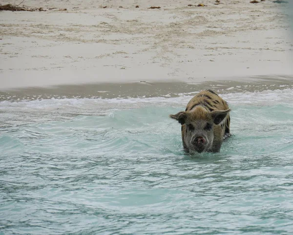 Een Varken Waadde Zee Bij Exuma Cays Zwemmende Varkens Zijn — Stockfoto