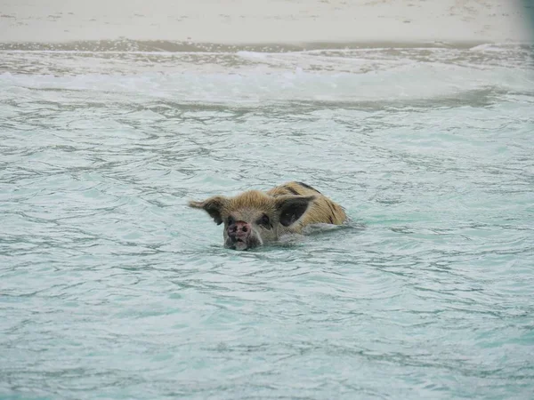 Pig Swims Ocean Exuma Cays Bahamas — Stock Photo, Image