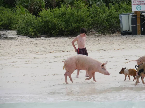 Turist Står Stranden Med Simmande Grisar Exuma Cays Bahamas — Stockfoto