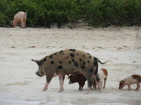 Una Madre Cerdo Camina Por Playa Con Sus Lechones Forman — Foto de Stock