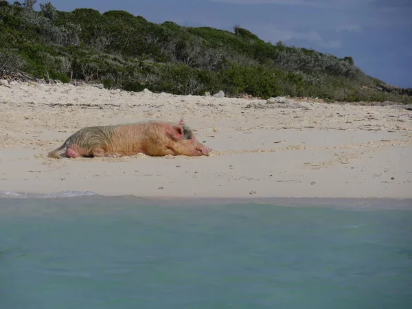 Salah Satu Babi Yang Berenang Tidur Pasir Putih Exuma Cays — Stok Foto