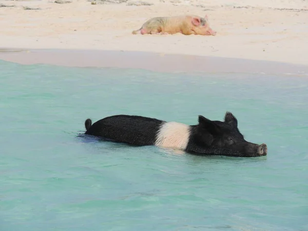 Свинья Плавает Океане Другой Свиньей Спящей Сандате Свином Острове Багамах — стоковое фото