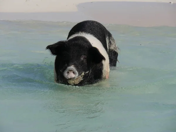 Velké Černobílé Prase Plave Směrem Blížícím Lodím Ostrově Exuma Cays — Stock fotografie