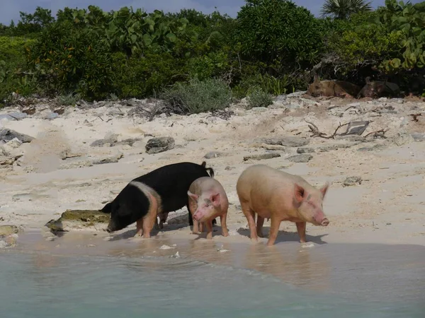 Los Cerdos Nadadores Son Una Las Atracciones Imperdibles Exumas Bahamas — Foto de Stock