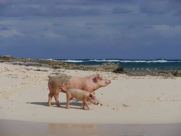 Свинья Поросенок Гуляют Белоснежному Песчаному Пляжу Острова Свинья Багамы — стоковое фото
