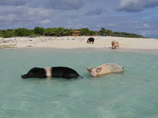 Les Cochons Nagent Pour Rencontrer Les Bateaux Qui Approchent Île — Photo